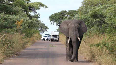 Kruger Ulusal Parkı'nda Vahşi Hayatı Keşfedin ve Doğanın Muhteşem Gücünü Yaşayın!